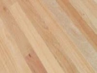 New England Blackbutt New England Blackbutt